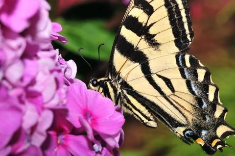 Butterfly 01 Stock Photos