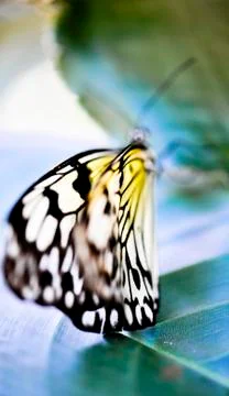 Butterfly-01 Stock Photos