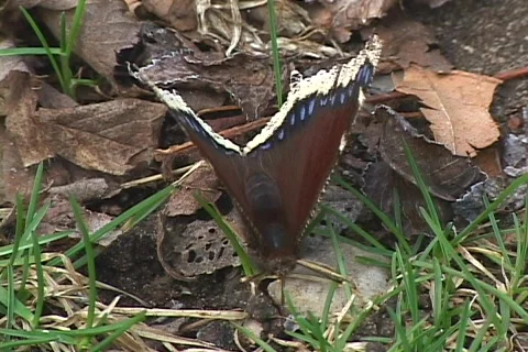 Butterfly 03 Stock Footage 114347