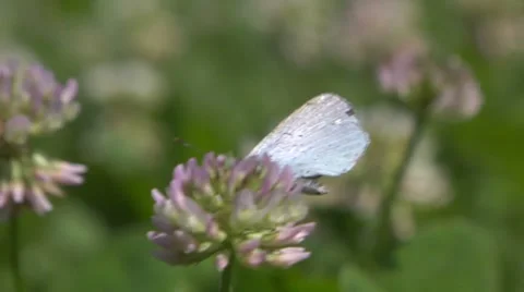 Butterfly 03 Stock Footage 8629773