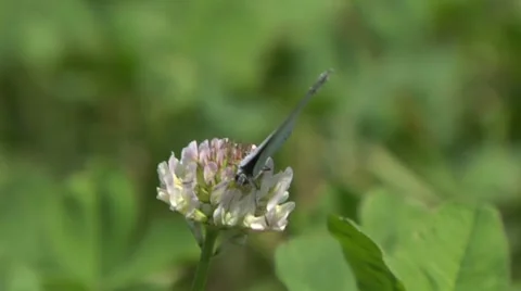 Butterfly 04 Stock Footage 8629825