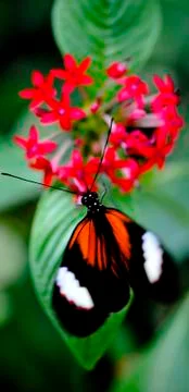 Butterfly-04 Stock Photos