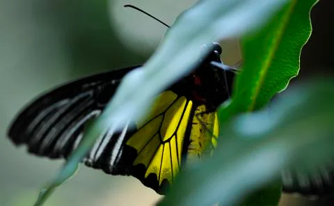 Butterfly-05 Stock Photos