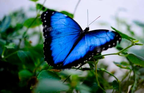 Butterfly-06 Stock Photos
