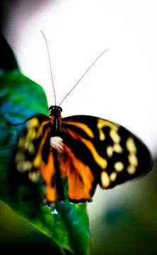 Butterfly-07 Stock Photos