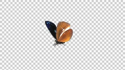 Butterfly - 08 L - Striped Blue Crow - Large - Round Fly Loop - Alpha Stock Footage