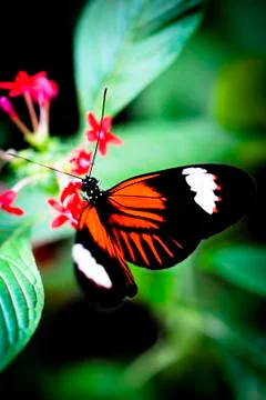 Butterfly-08 Stock Photos
