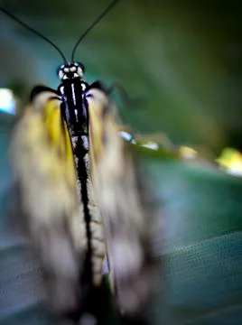 Butterfly-08 Stock Photos