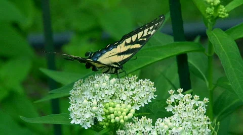 Butterfly 09 Stock Footage 782103
