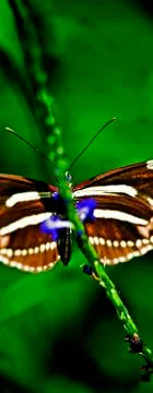 Butterfly-09 Stock Photos