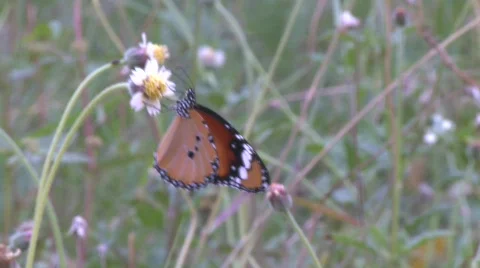 Butterfly 1 Stock Footage 489331
