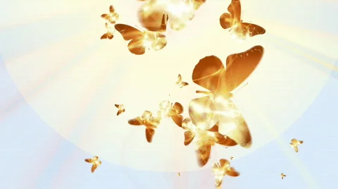 BUTTERFLY 1 Stock Footage 683045