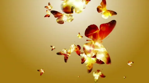 BUTTERFLY 1 Stock Footage