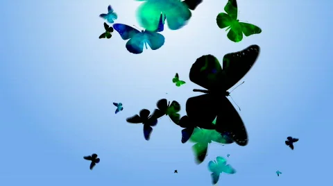 BUTTERFLY 1 Stock Footage