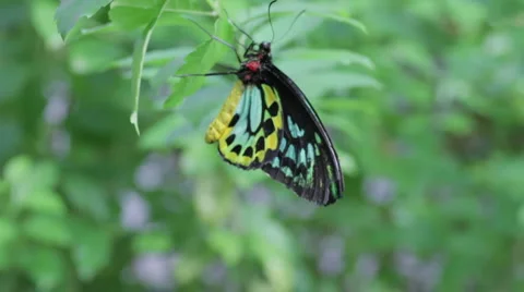 Butterfly 1 Stock Footage 1002433