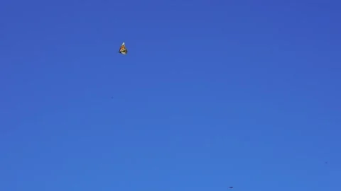 Butterfly 1 Stock Footage 169661249