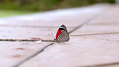 Butterfly 1 Video stock 262881024