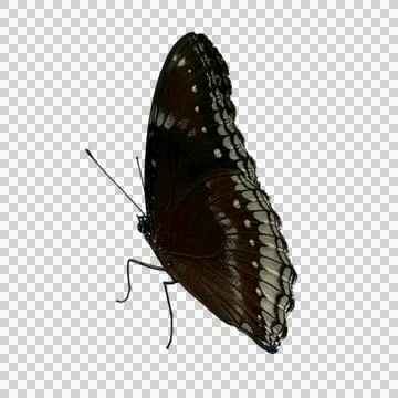 Butterfly-1 Fotos de archivo