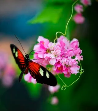 Butterfly-10 Stock Photos