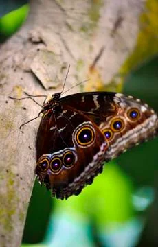 Butterfly-11 Stock Photos