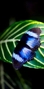 Butterfly-12 Stock Photos