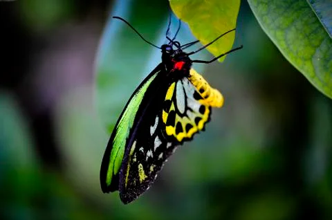 Butterfly-13 Stock Photos