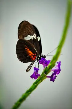 Butterfly-14 Stock Photos