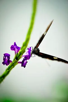 Butterfly-15 Stock Photos