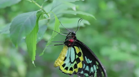 Butterfly 2 Stock Footage 1002420