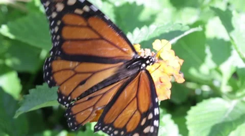 Butterfly 2 Видео 8687190