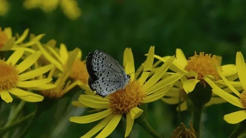 Butterfly 2 Stock Footage 134333126
