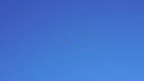 Butterfly 2 Stock Footage 169661259