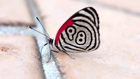 Butterfly 2 Video stock 262879434