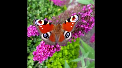 Butterfly 2 Stock Footage 279839581