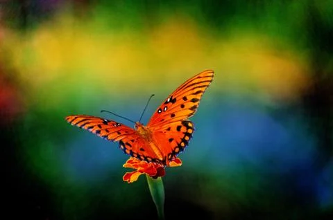 Butterfly 2 Stock Photos