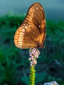 Butterfly 20 Stock Photos