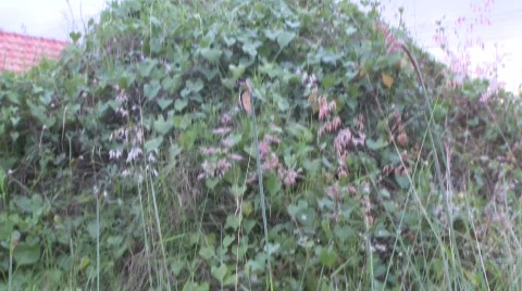 Butterfly 3 Stock Footage 489325