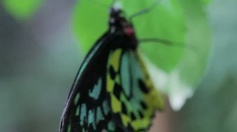 Butterfly 3 Stock Footage 1002404