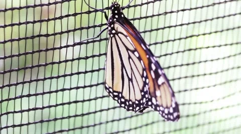 Butterfly 3 Stock Footage 8687196