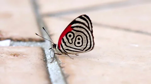 Butterfly 3 Video stock 262876403