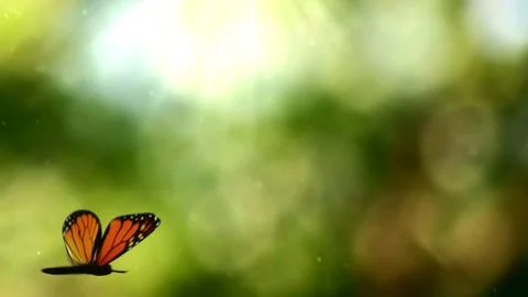 Butterfly 3D animation Stock Footage 113886121