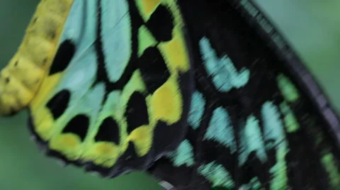 Butterfly 4 Stock Footage 1002397