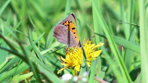 Butterfly 4 HD Video stock 50144511