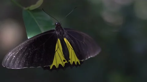 Butterfly #41 動画素材 183708350