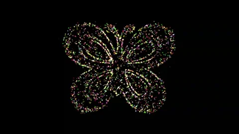 Butterfly 4523 Stock Footage 337887823