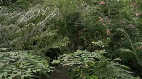 Butterfly 4K Stock Footage 112060454