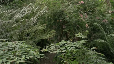 Butterfly 4K 動画素材 112292849