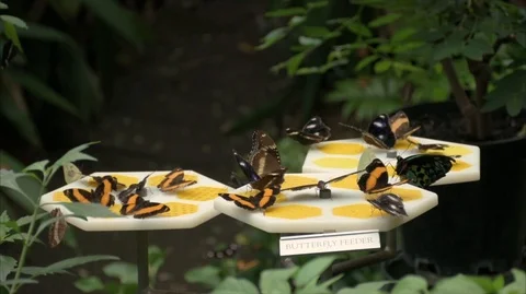 Butterfly 4K 動画素材 112293527