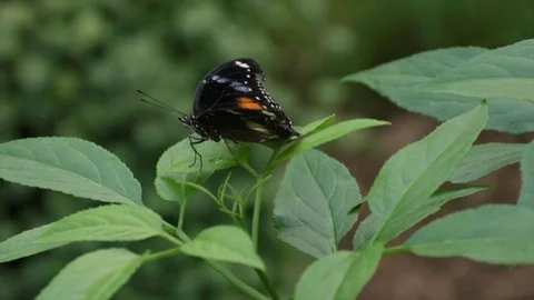 Butterfly 4K 動画素材 112293897