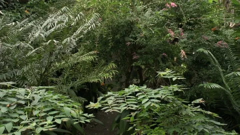 Butterfly 4K 動画素材 112294569